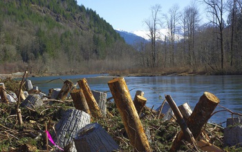 logs on the banks of a river